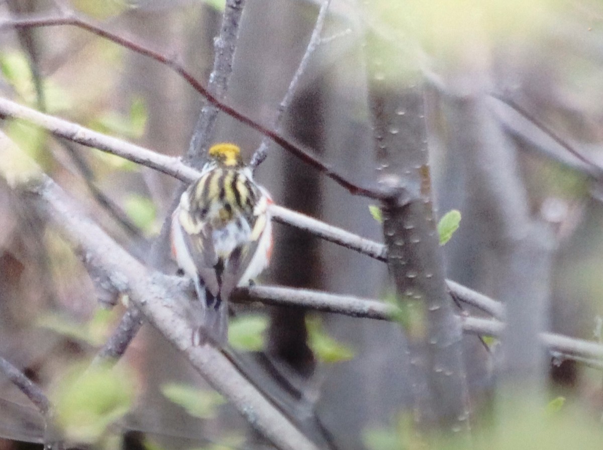 Chestnut-sided Warbler - ML161906281