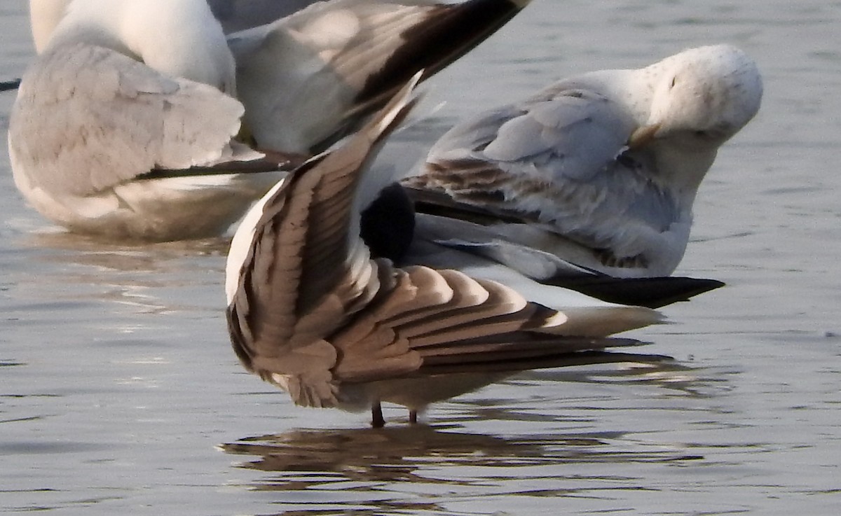 Laughing Gull - ML161909151