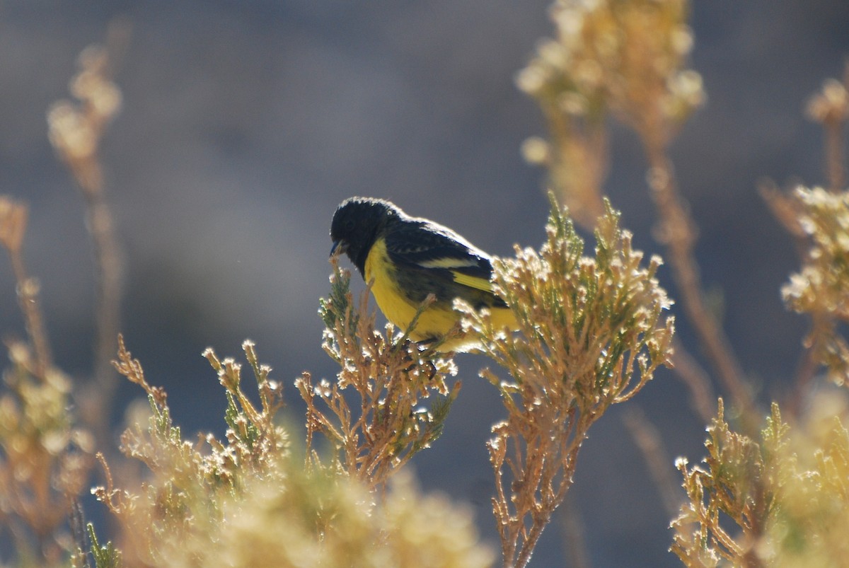 Tarin à croupion jaune - ML161909631