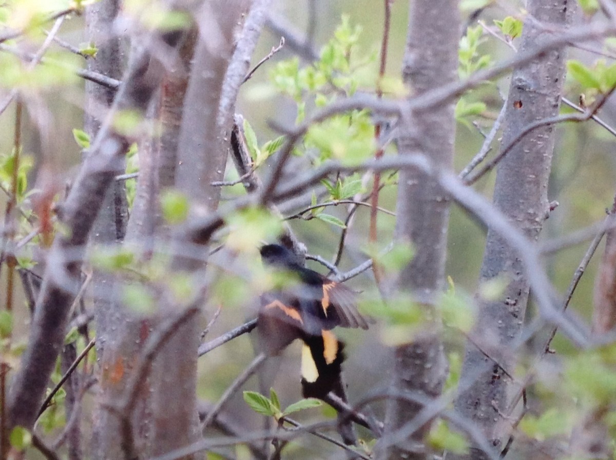 American Redstart - ML161909781