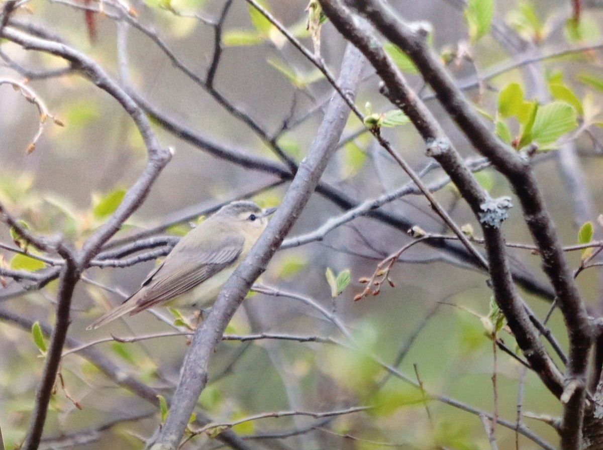 Vireo de Filadelfia - ML161909951