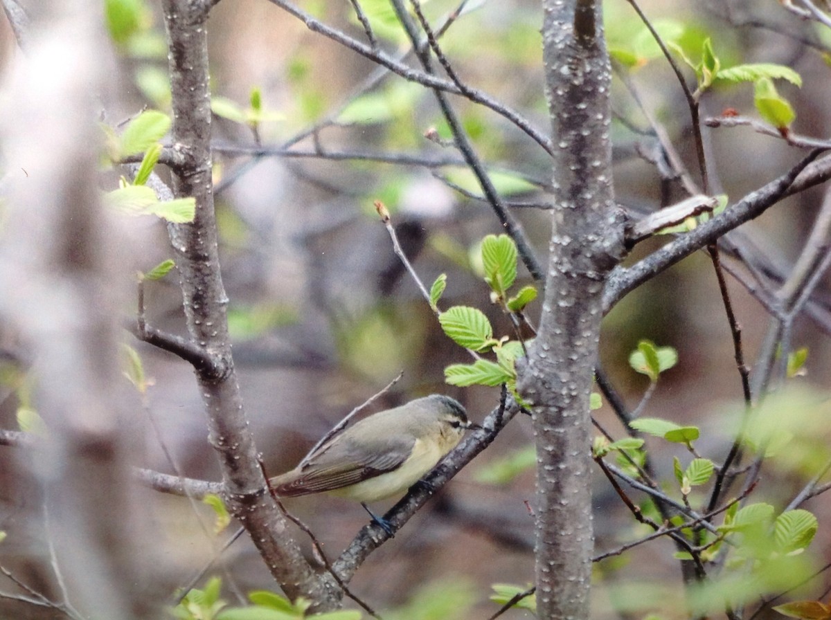 Philadelphia Vireo - ML161910061