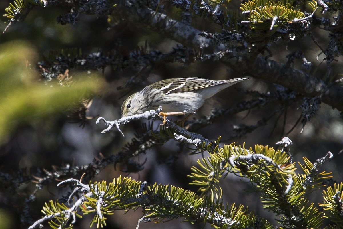Blackpoll Warbler - ML161910421