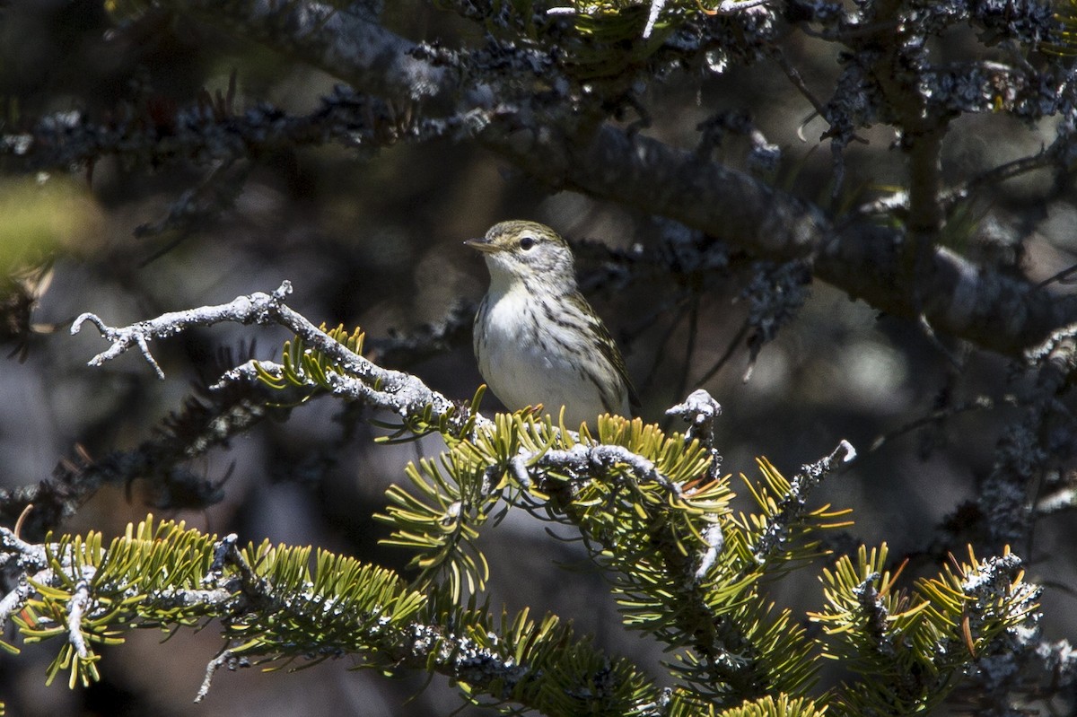 Blackpoll Warbler - ML161910471
