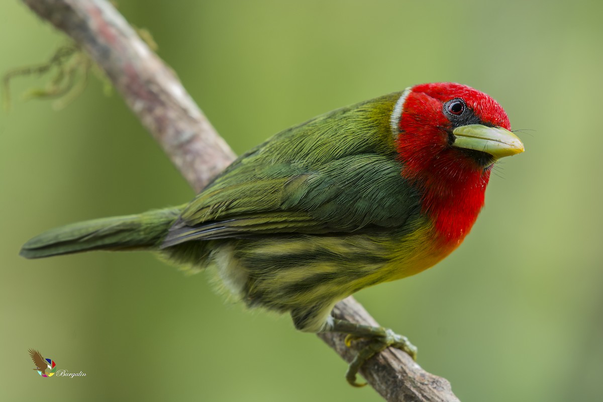 Kırmızı Başlı Barbet - ML161911011