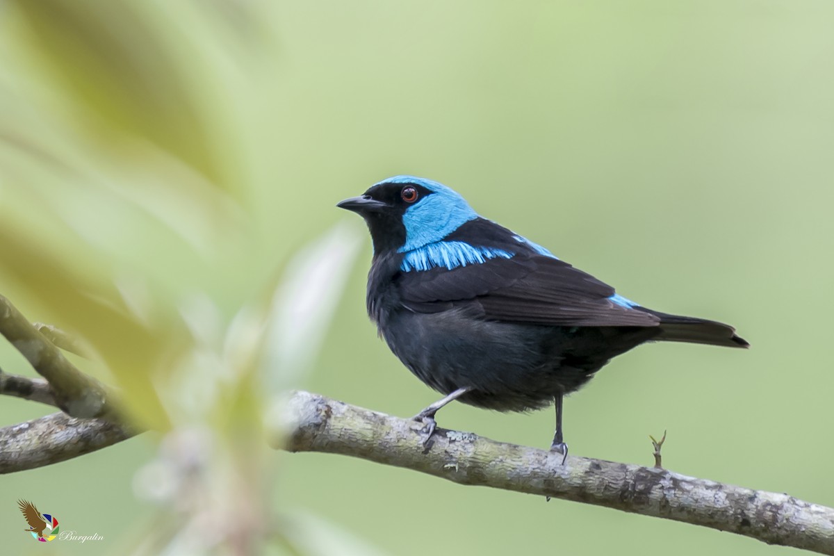 Scarlet-thighed Dacnis - ML161911881