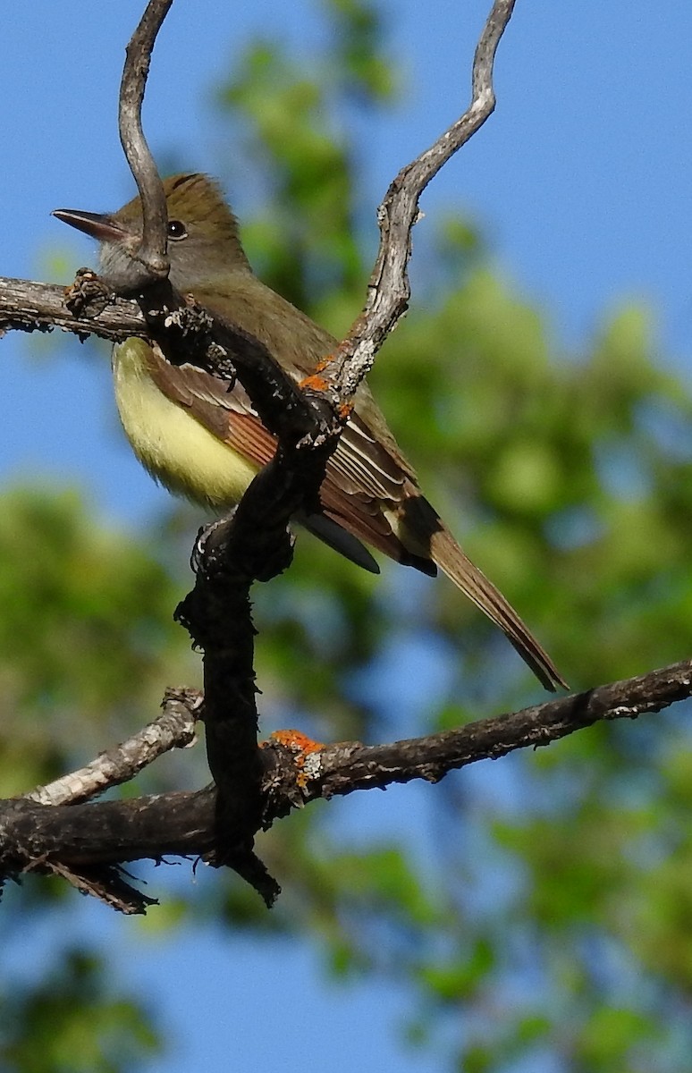 Great Crested Flycatcher - Richard Klauke