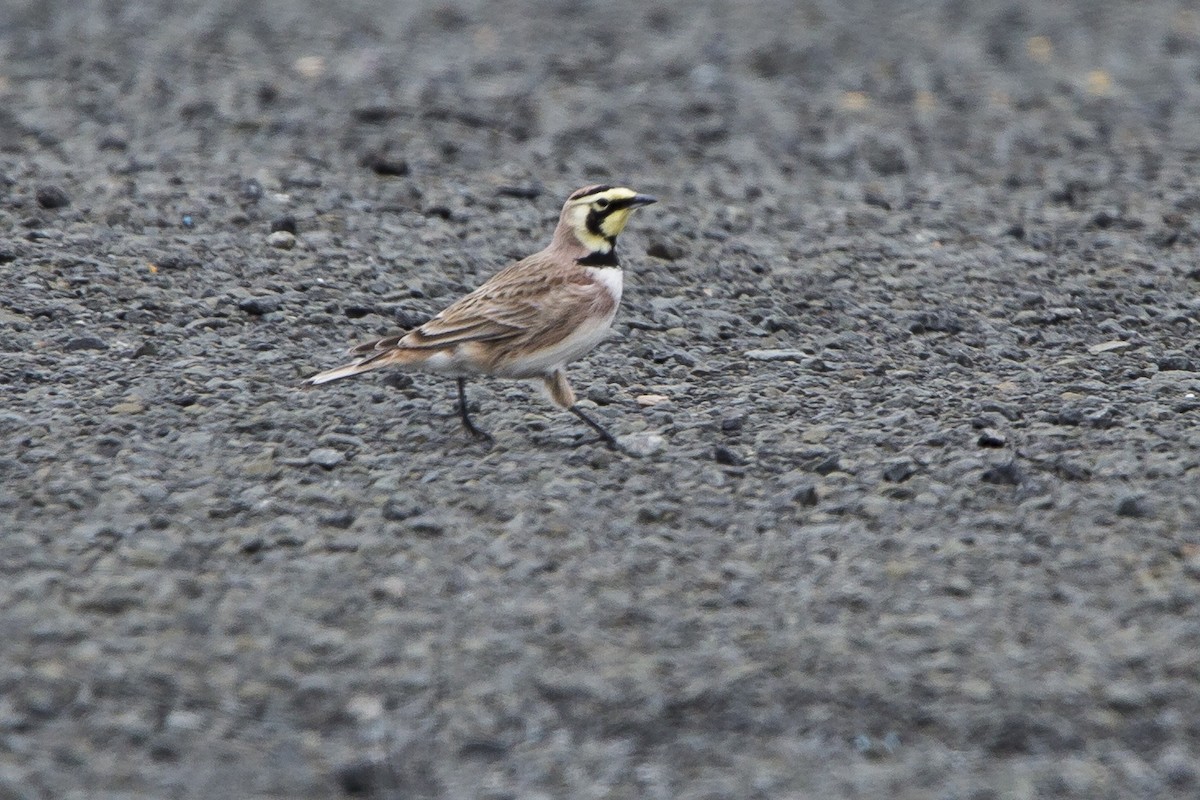 Horned Lark - Peter Shelton