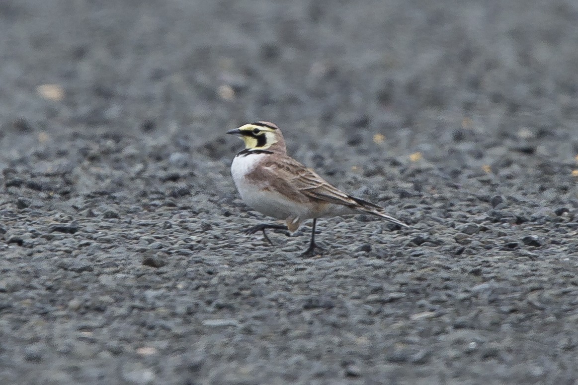 Horned Lark - Peter Shelton