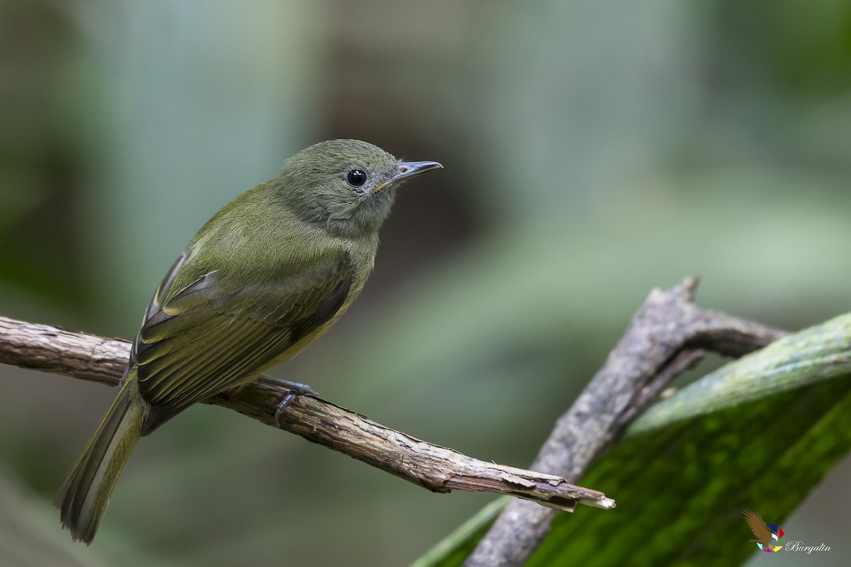 Ochre-bellied Flycatcher - ML161912431