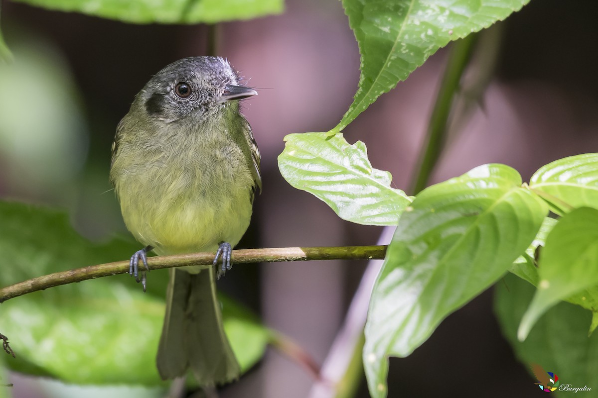 Slaty-capped Flycatcher - ML161912481