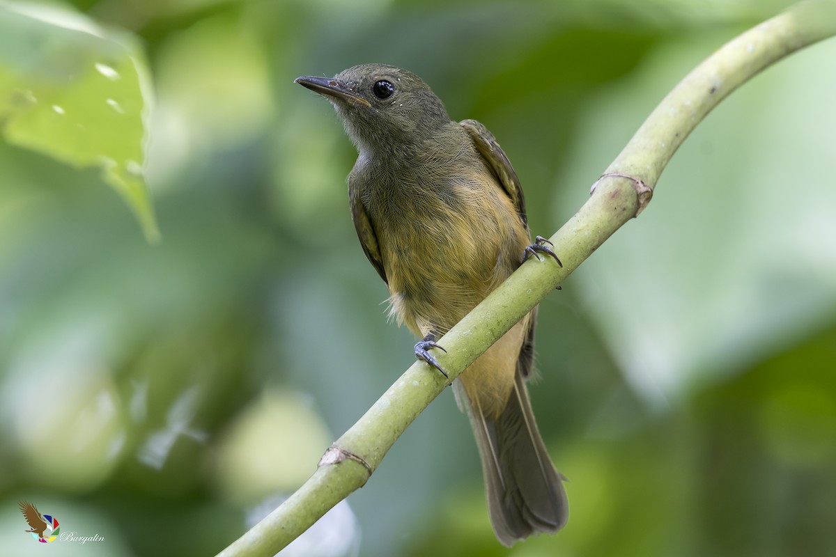 Ochre-bellied Flycatcher - fernando Burgalin Sequeria