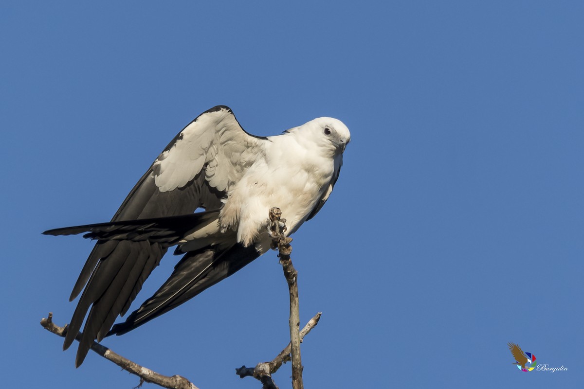 Swallow-tailed Kite - ML161912861