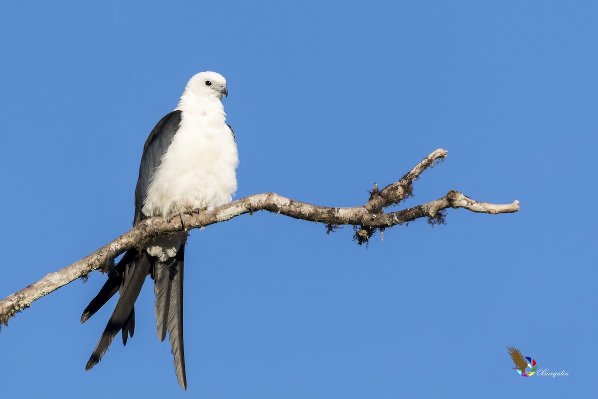 Swallow-tailed Kite - ML161913131