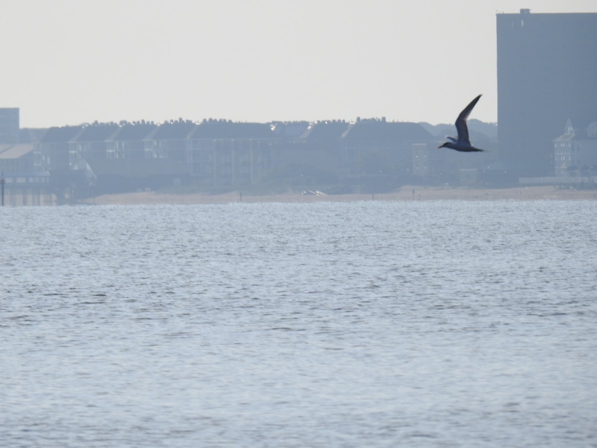 tern sp. - ML161913151