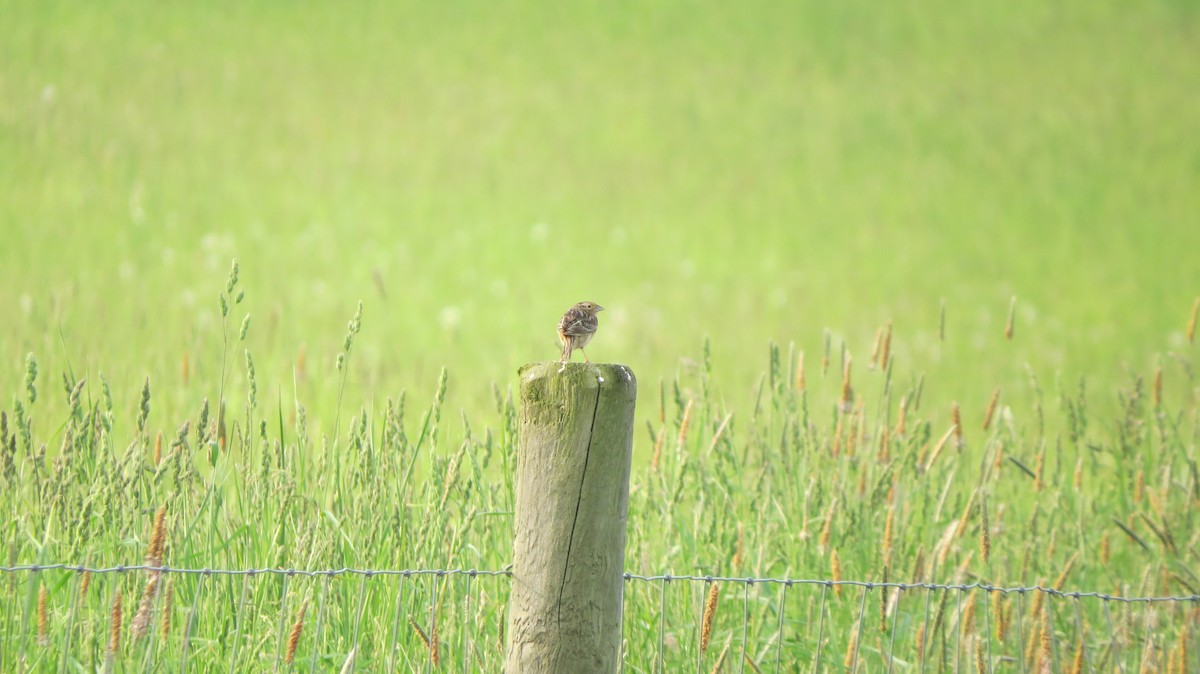 Grasshopper Sparrow - ML161913801