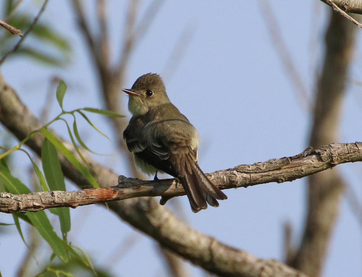 Alder/Willow Flycatcher (Traill's Flycatcher) - ML161917131