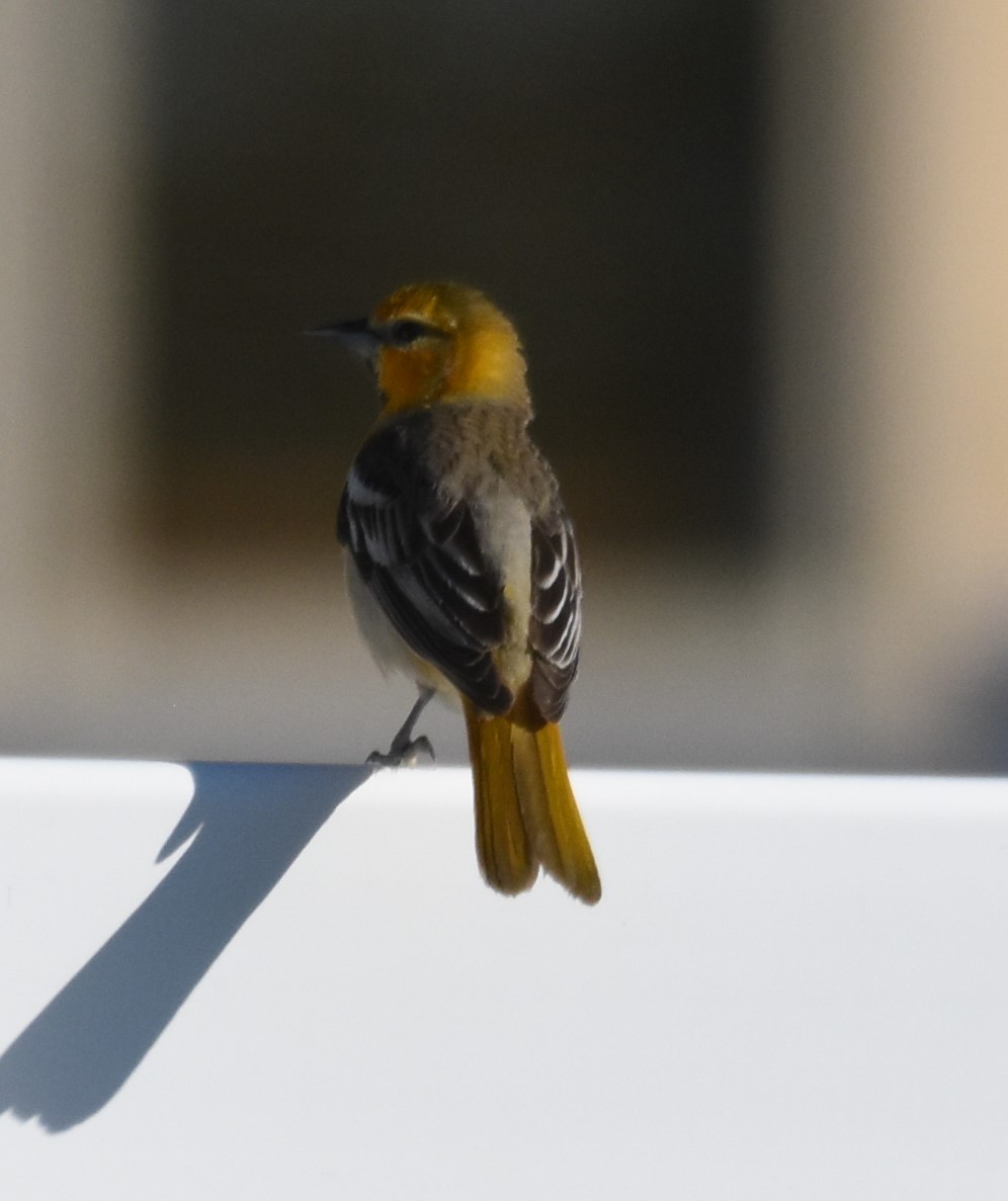 Bullock's Oriole - ML161918361