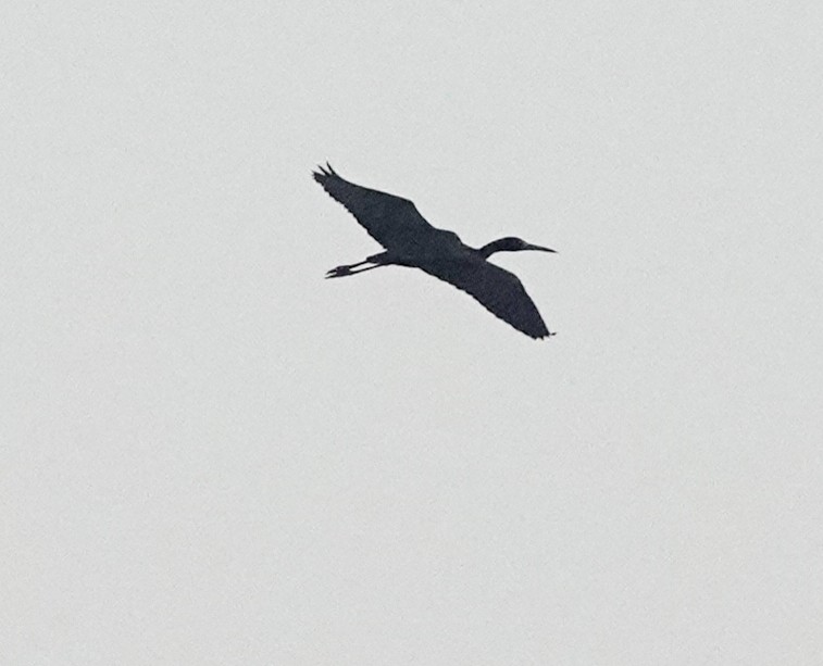 Little Blue Heron - ML161918421