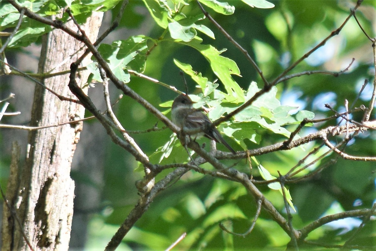 Acadian Flycatcher - ML161918611