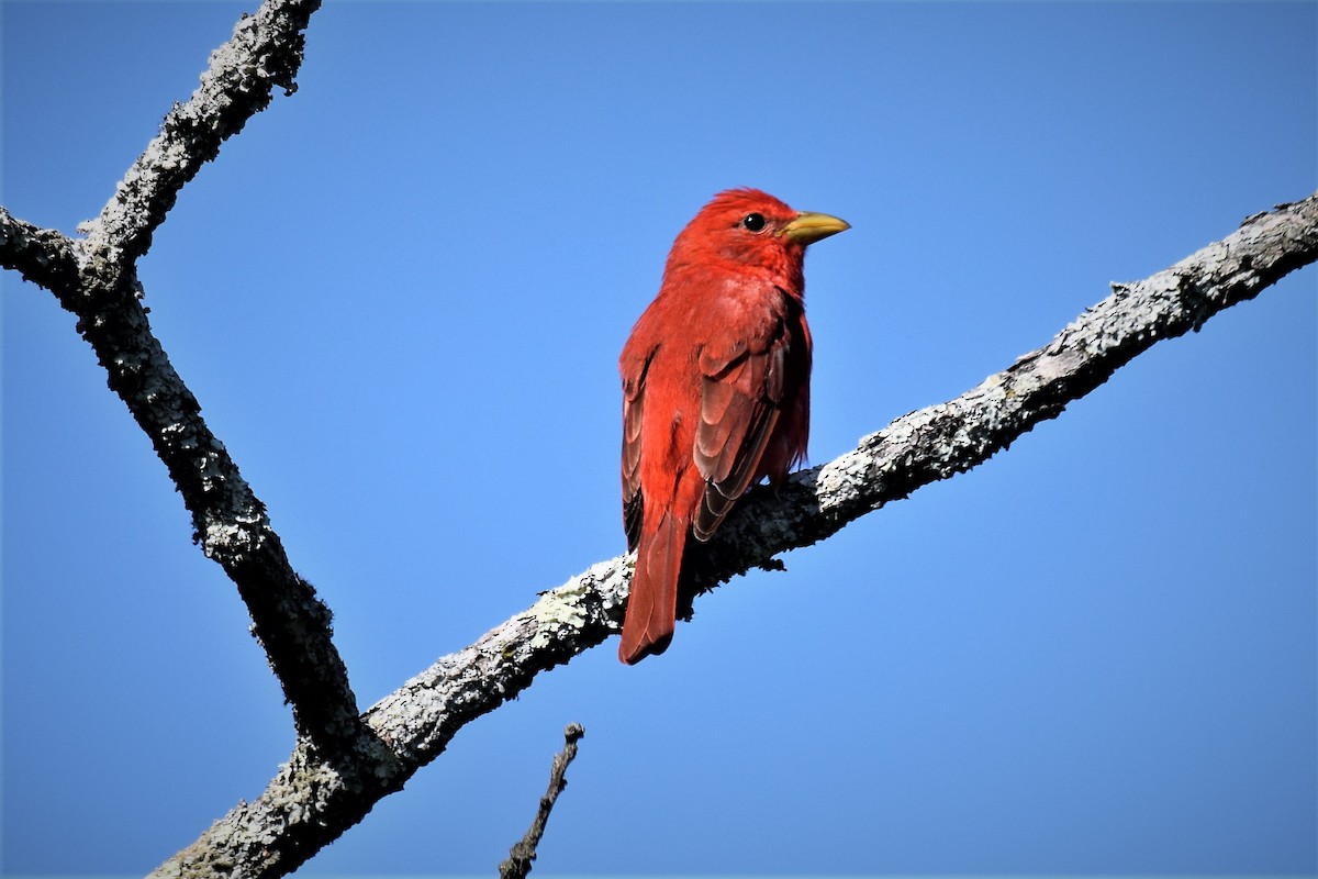 Summer Tanager - ML161918631