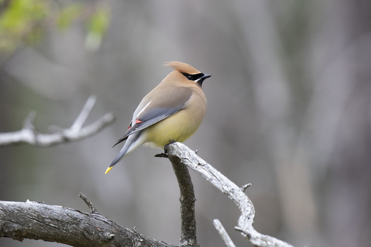 Cedar Waxwing - Kristof Zyskowski