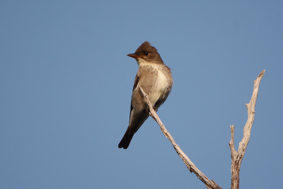 Olive-sided Flycatcher - ML161927321