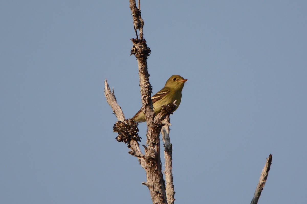 Moucherolle à ventre jaune - ML161927401