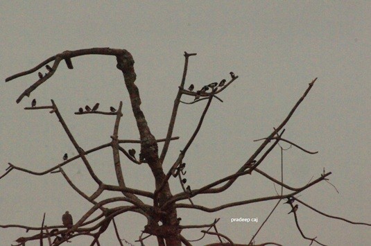 White-rumped Munia - ML161928601