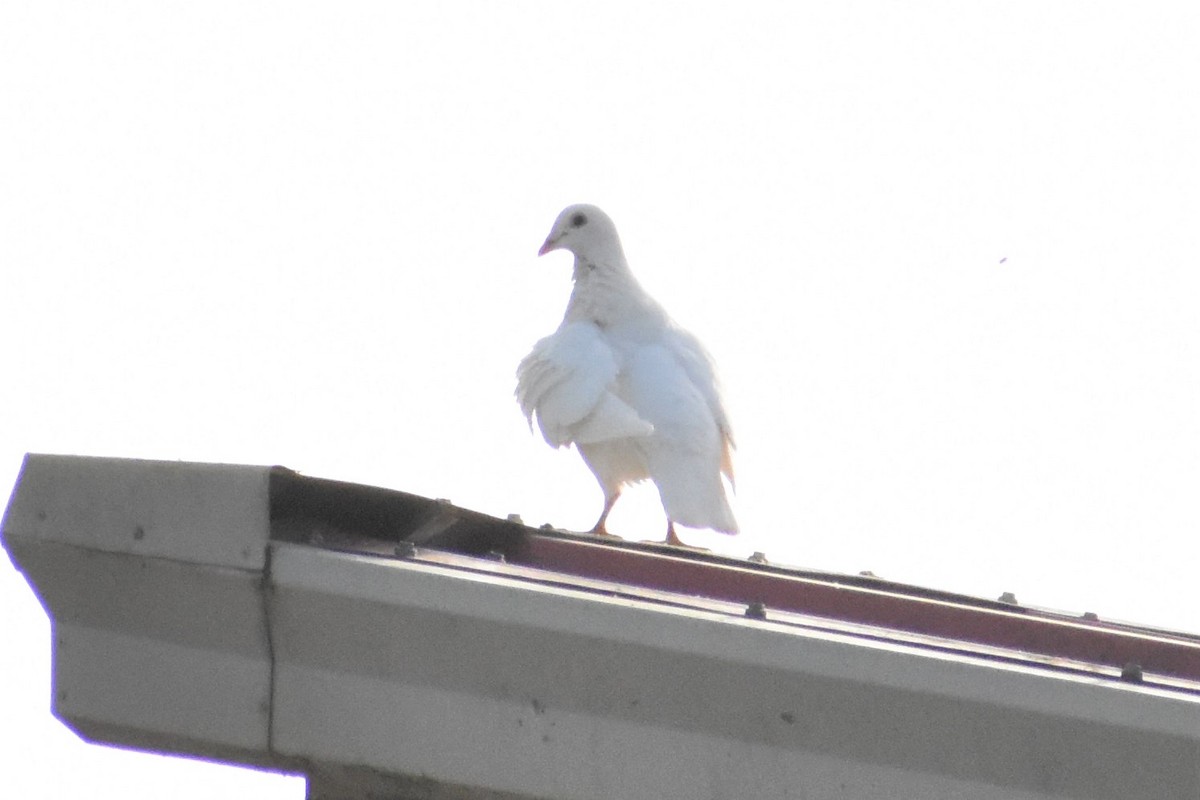 Rock Pigeon (Feral Pigeon) - ML161930511
