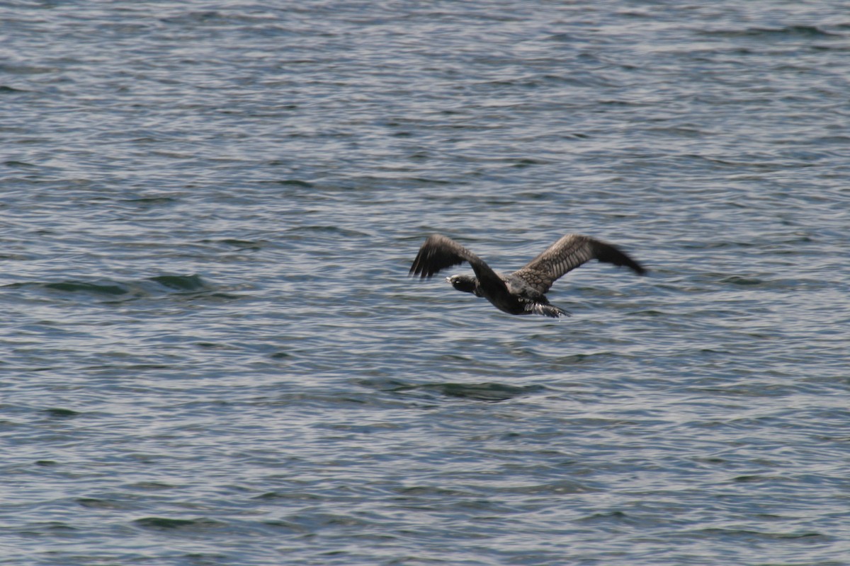 Double-crested Cormorant - ML161930971