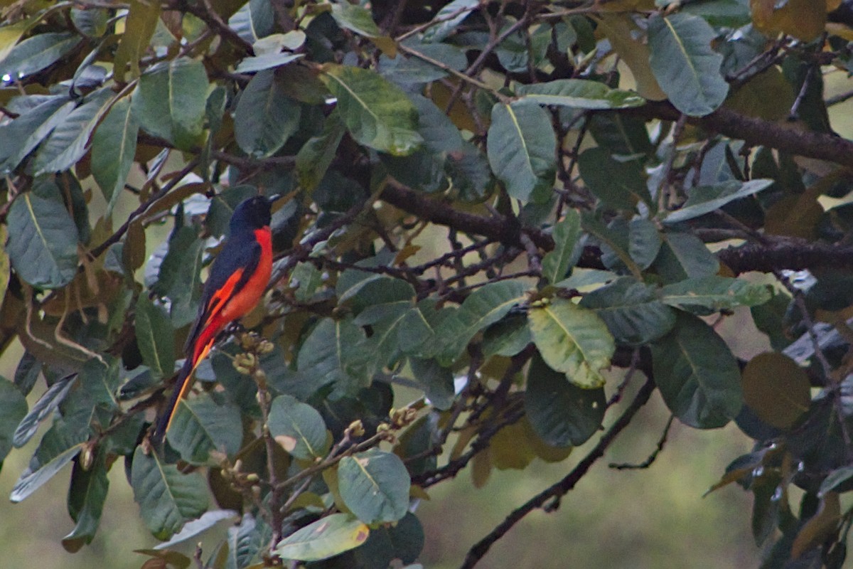 Long-tailed Minivet - Adit  Jeyan