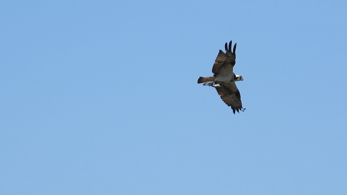 Osprey - ML161931851