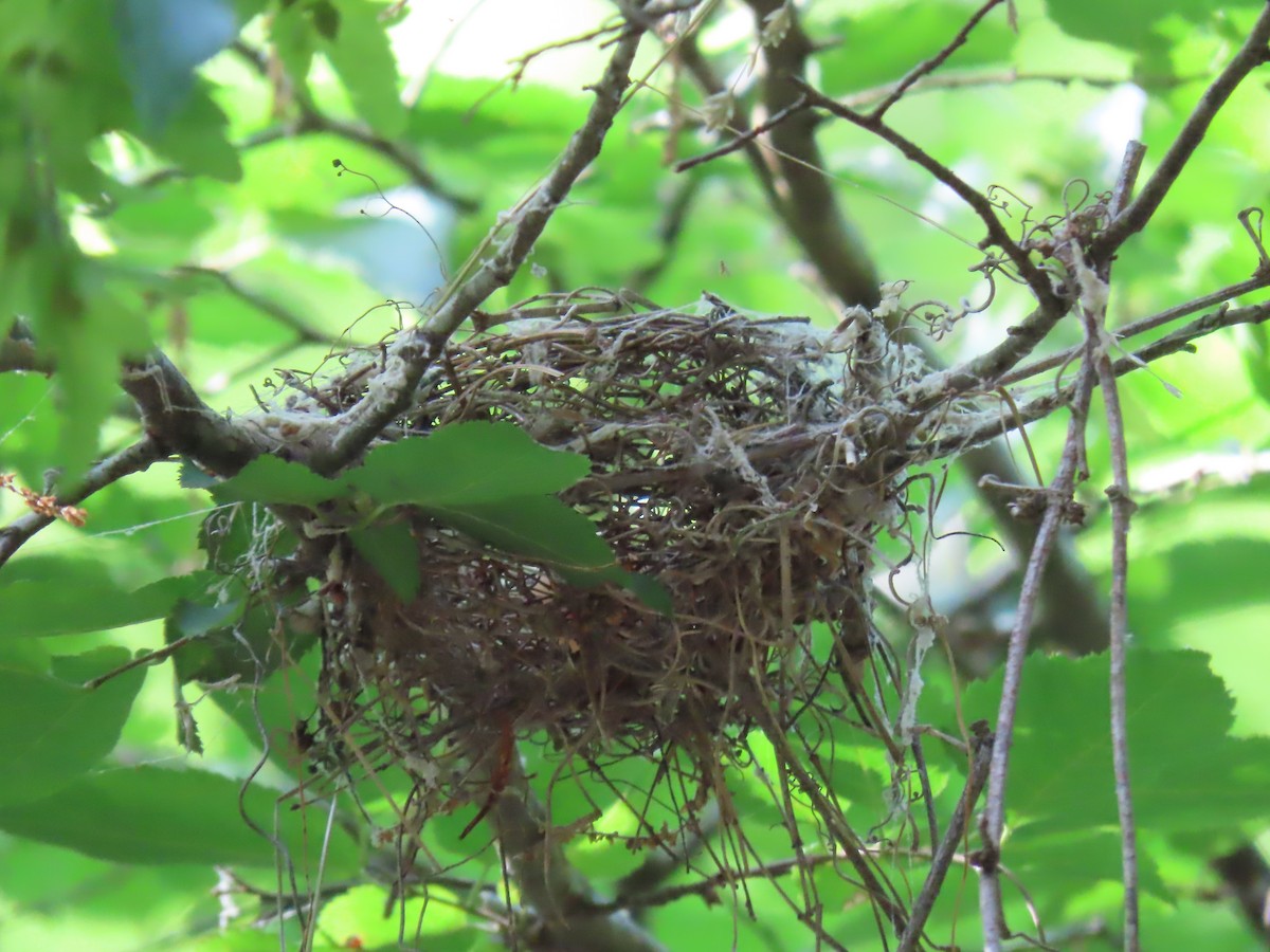 Acadian Flycatcher - ML161931941