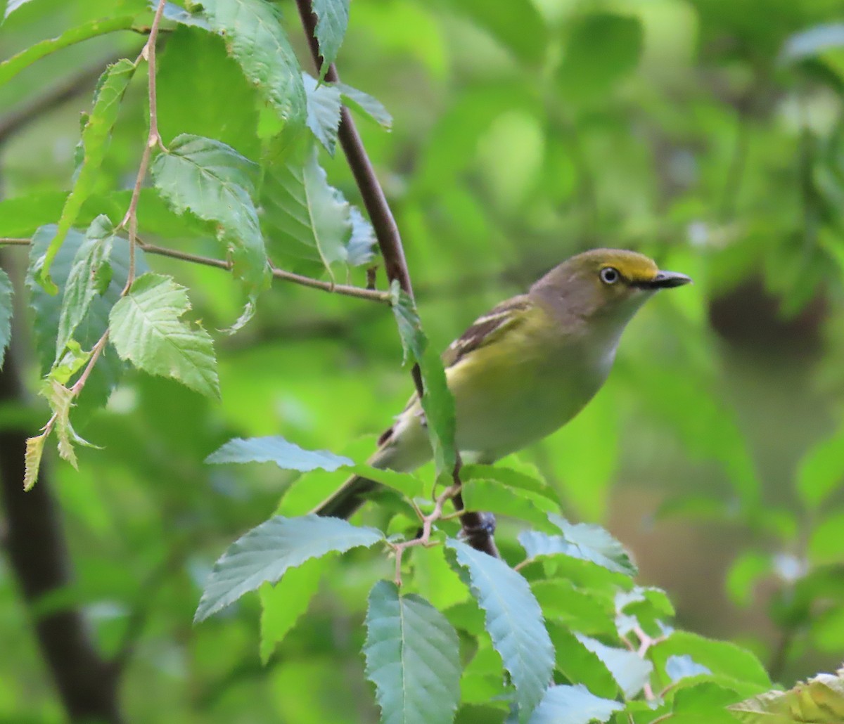 White-eyed Vireo - ML161932041