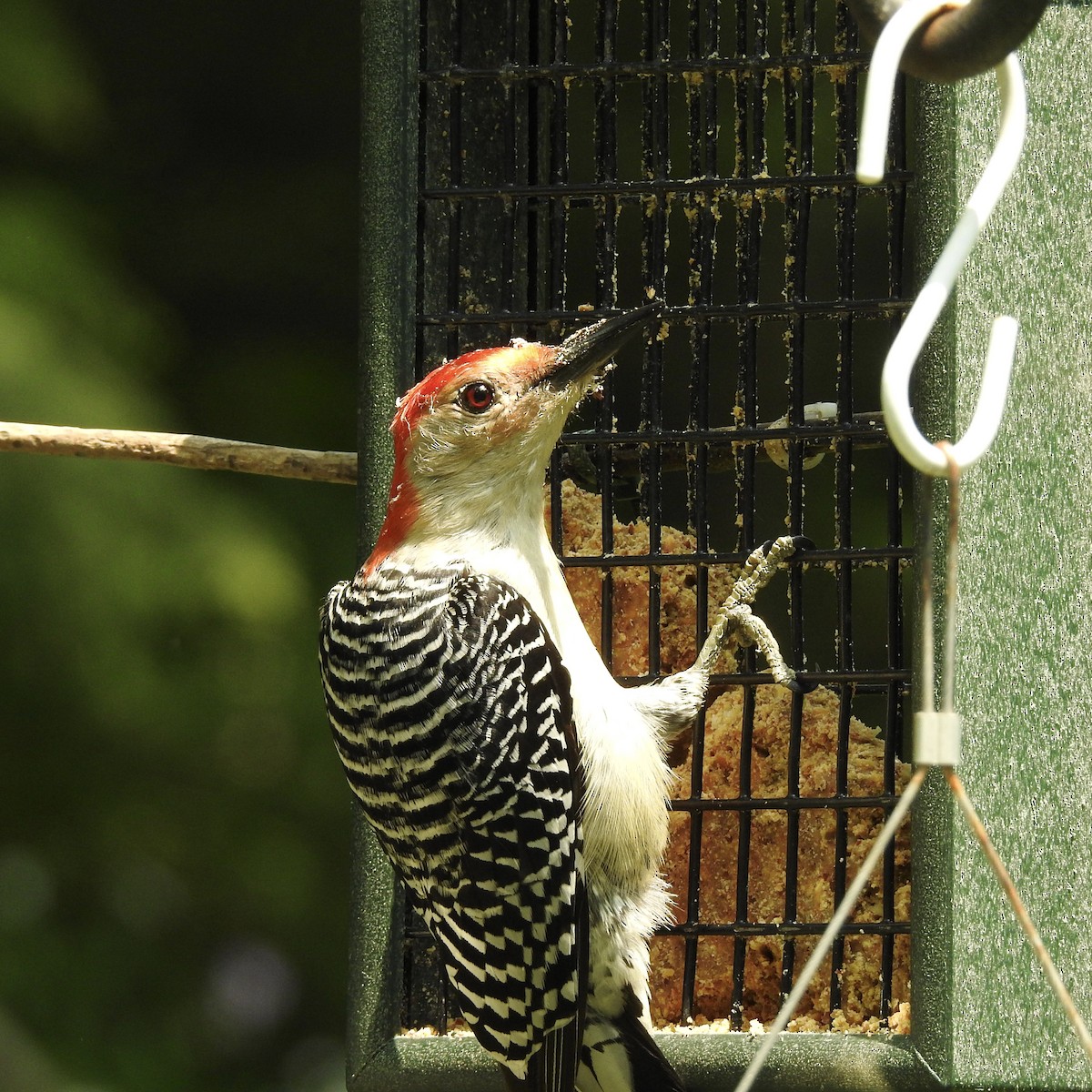 Red-bellied Woodpecker - ML161932961