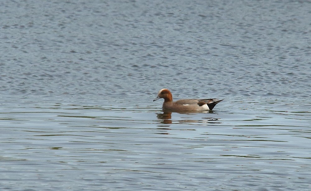 Eurasian Wigeon - ML161933371