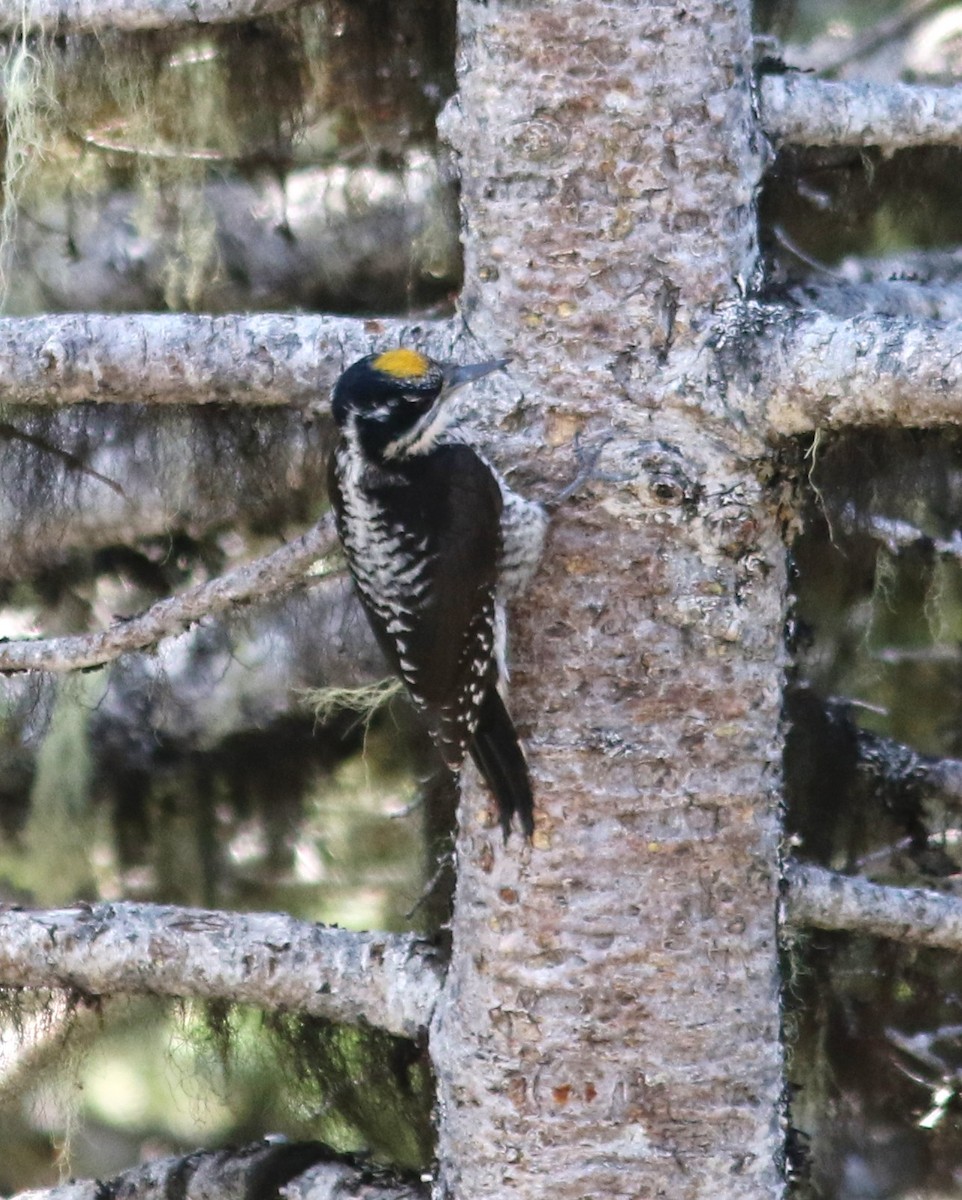 American Three-toed Woodpecker - Scott Mills