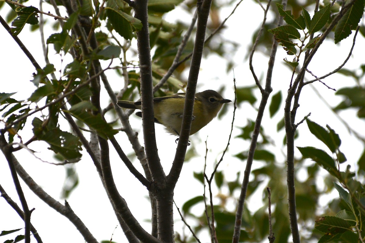 Cassin's Vireo - ML161935591