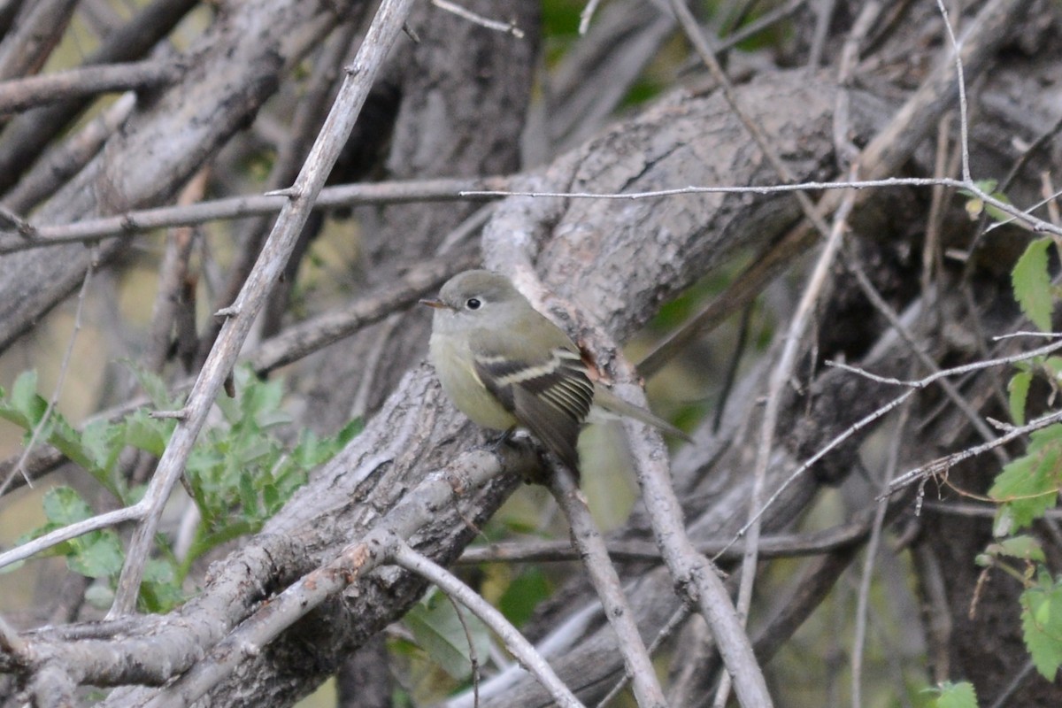 Hammond's Flycatcher - ML161935831