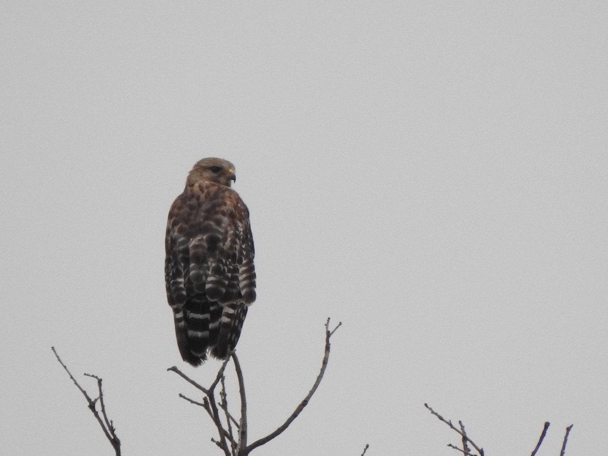 ML161937021 - Red-shouldered Hawk - Macaulay Library