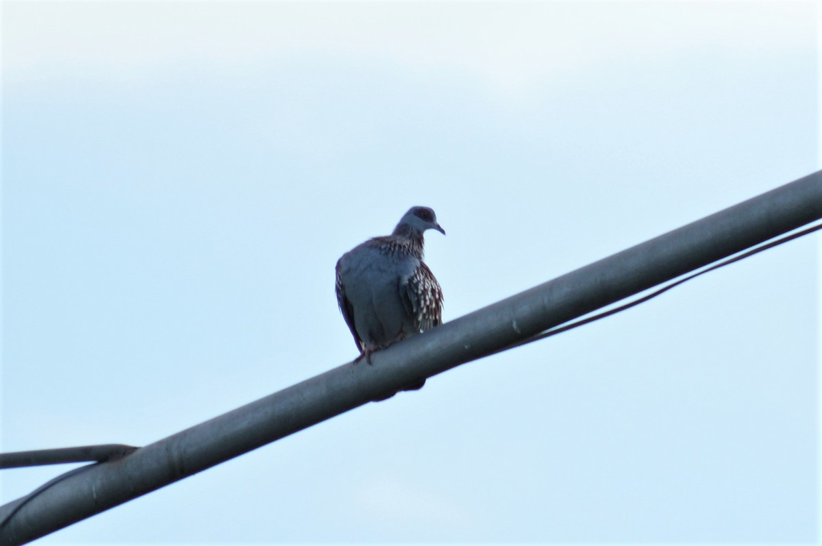 Speckled Pigeon - ML161940171