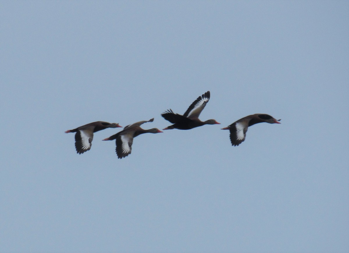 Black-bellied Whistling-Duck - ML161941171