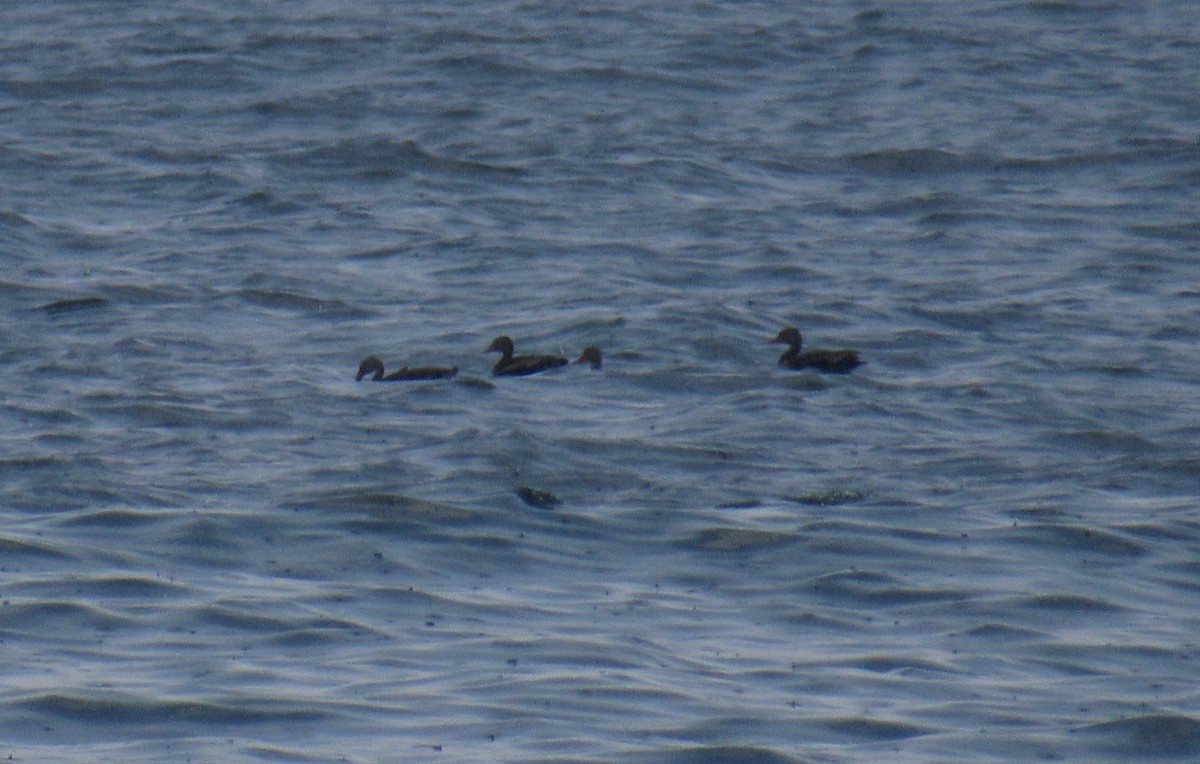 Black-bellied Whistling-Duck - ML161941211