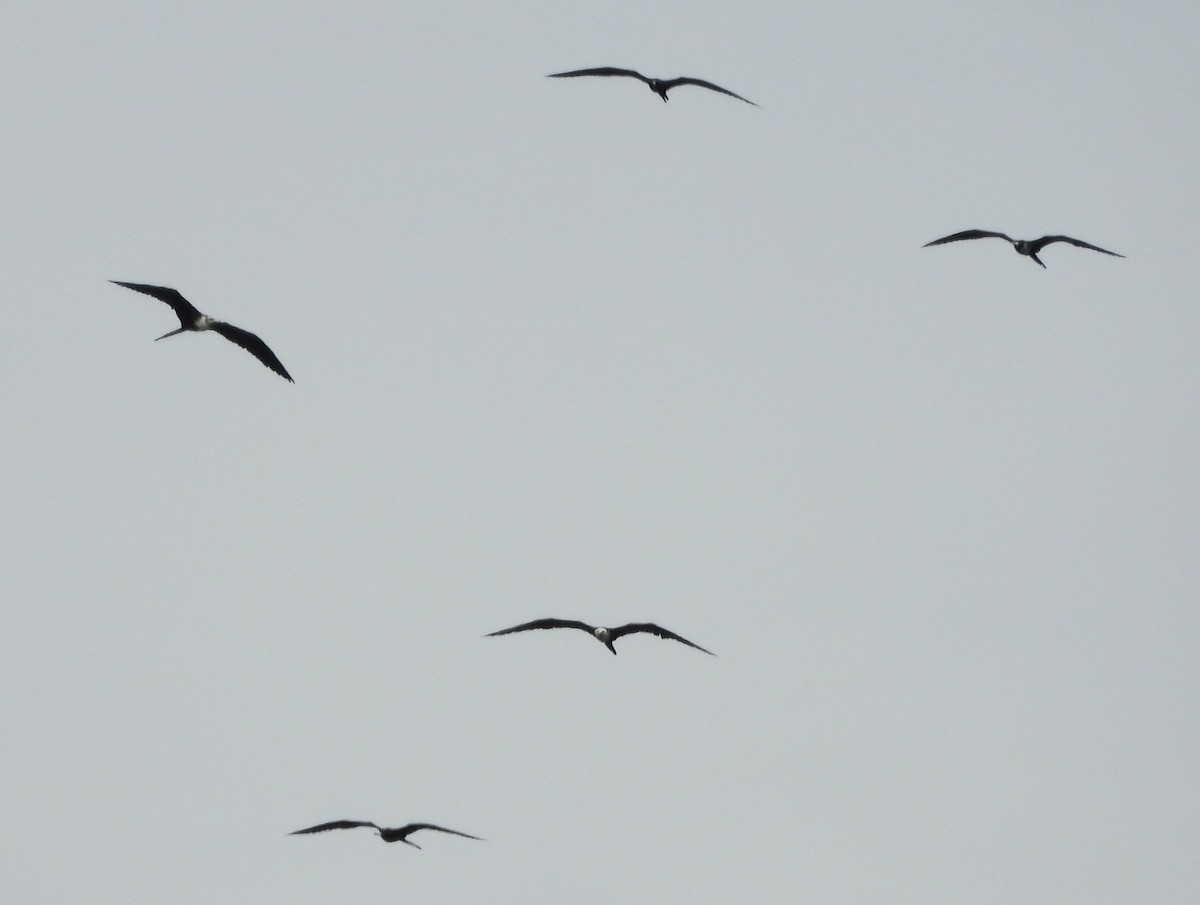 Magnificent Frigatebird - ML161941891