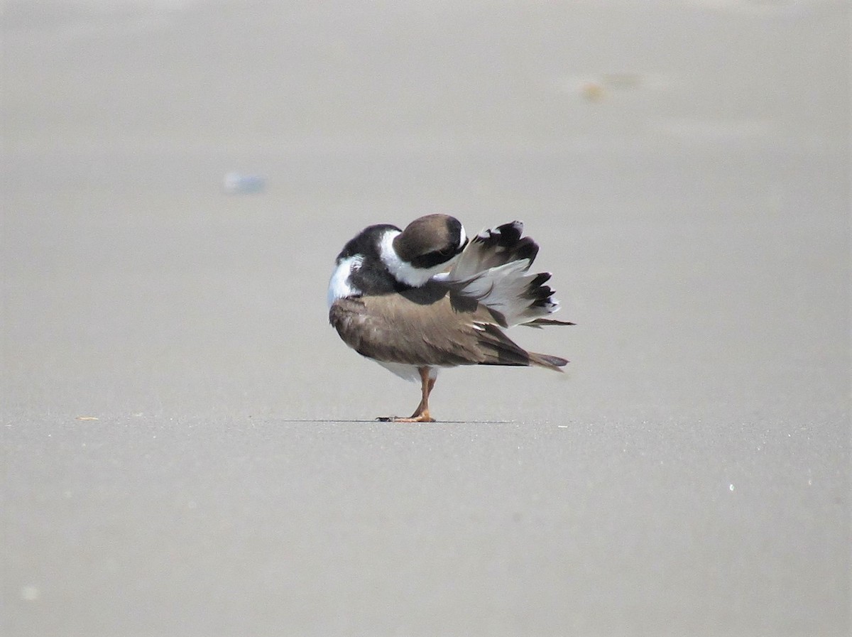 Semipalmated Plover - David Lugo