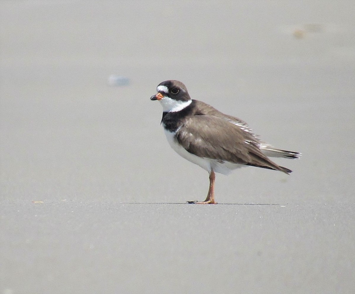 Semipalmated Plover - David Lugo