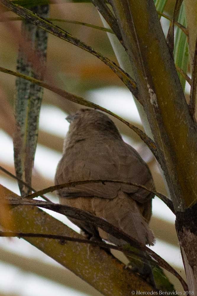 Rufous-fronted Thornbird - Mercedes Benavides