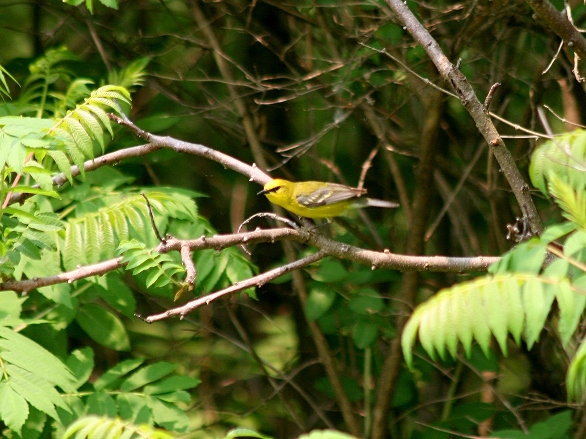 Blue-winged Warbler - ML161943041