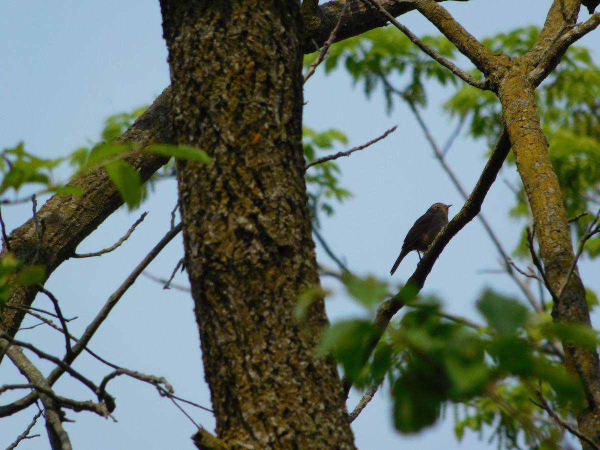 House Wren - Abby Ciona